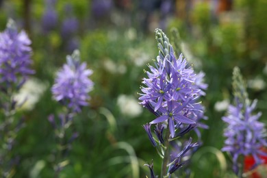 Photo of Beautiful Camassia growing outdoors, closeup. Spring season