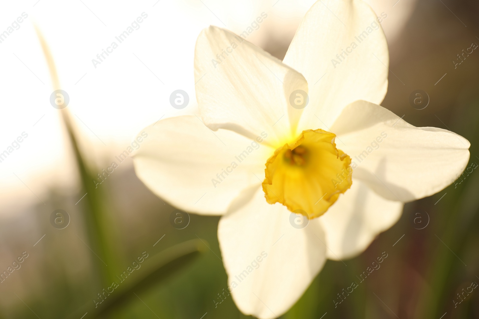 Photo of Closeup view of beautiful blooming narcissus outdoors on spring day