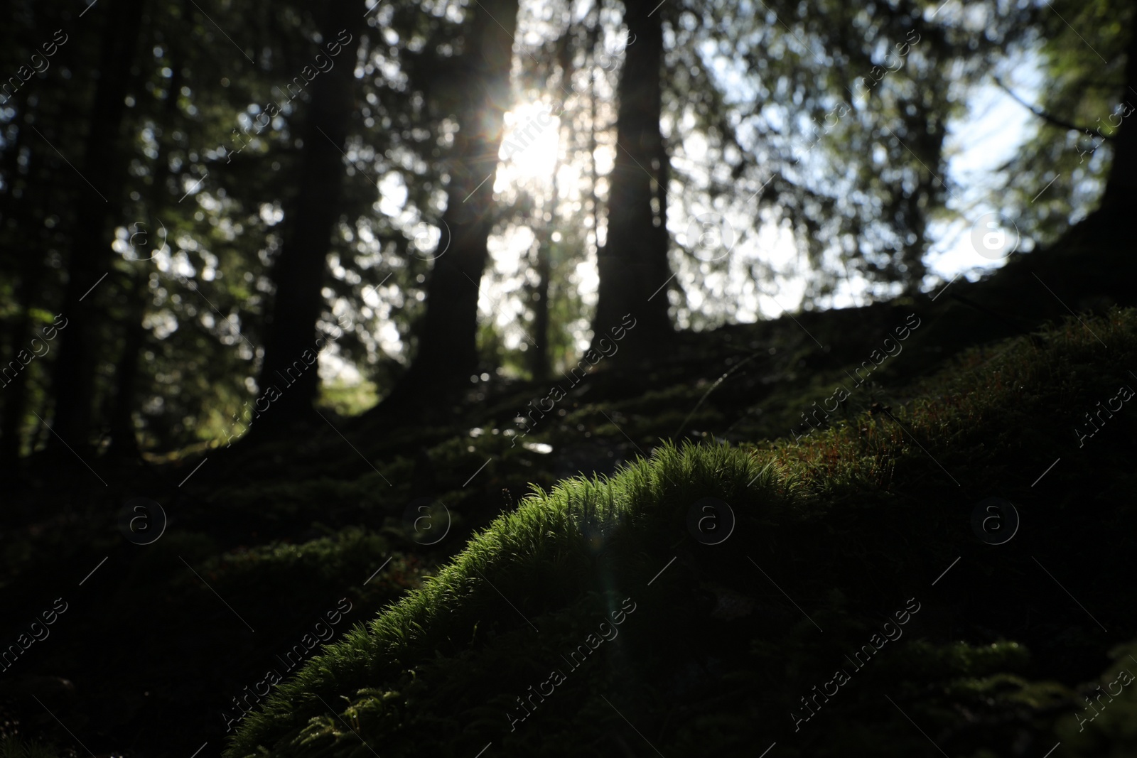 Photo of Tree roots overgrown with beautiful green moss in forest on sunny day, space for text