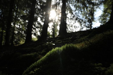 Photo of Tree roots overgrown with beautiful green moss in forest on sunny day, space for text