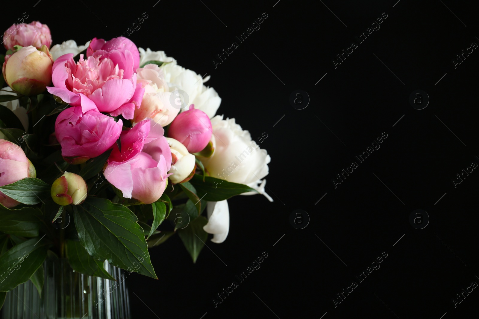 Photo of Bouquet of beautiful fresh peonies on black background, closeup. Space for text