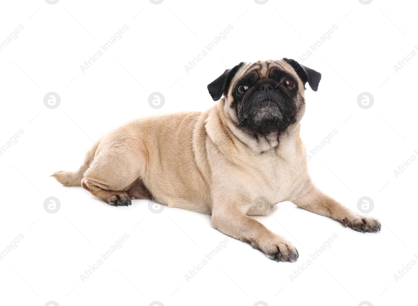 Photo of Happy cute pug dog isolated on white