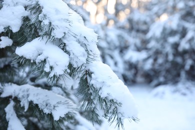 Photo of Pine branches covered with snow in winter forest, closeup