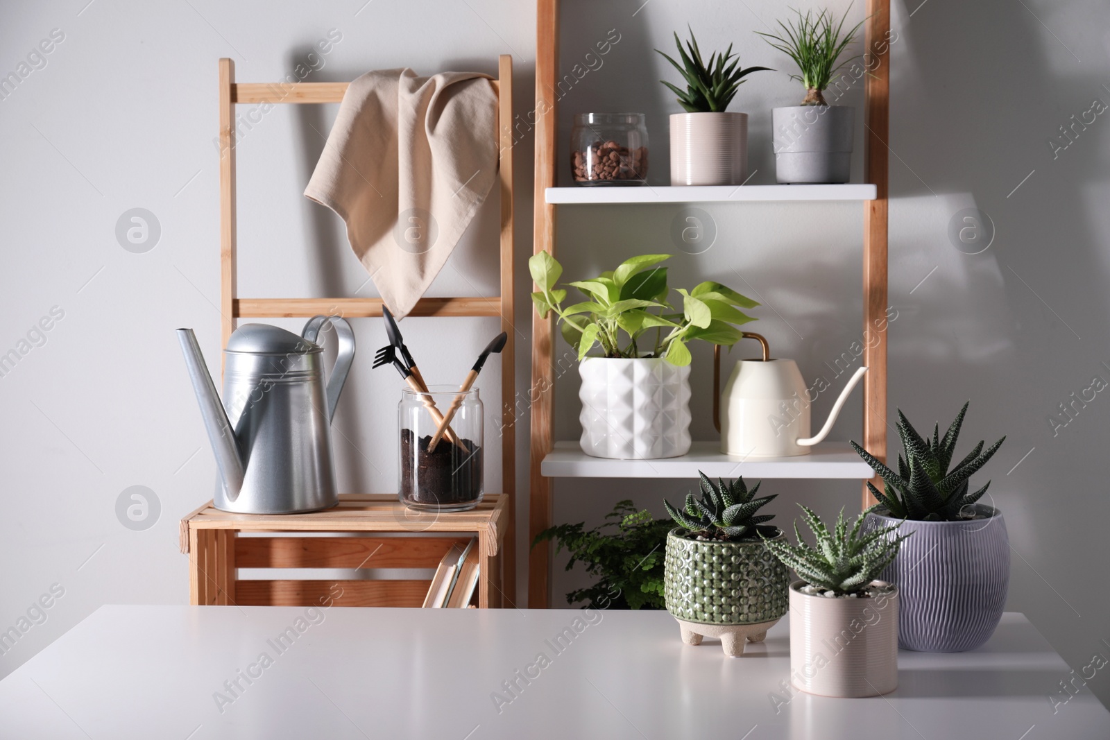 Photo of Beautiful houseplants and gardening tools near white wall