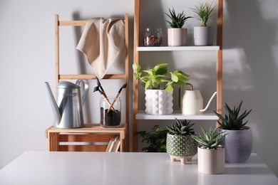 Beautiful houseplants and gardening tools near white wall