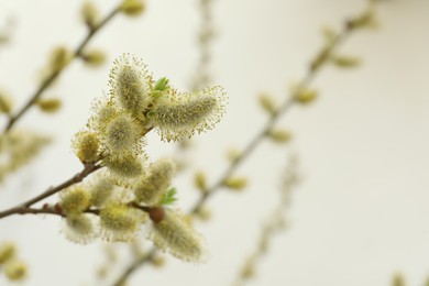 Photo of Beautiful fluffy catkins on willow tree outdoors, closeup