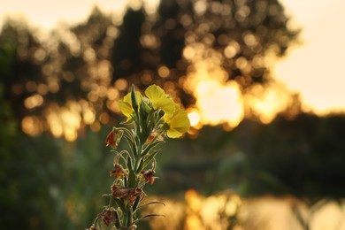 Photo of Beautiful yellow flower outdoors in morning, closeup. Space for text