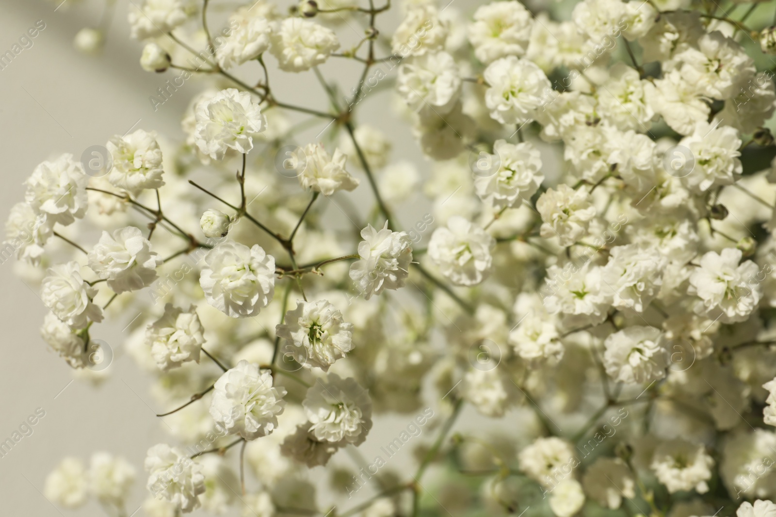 Photo of Closeup view of beautiful white gypsophila plant