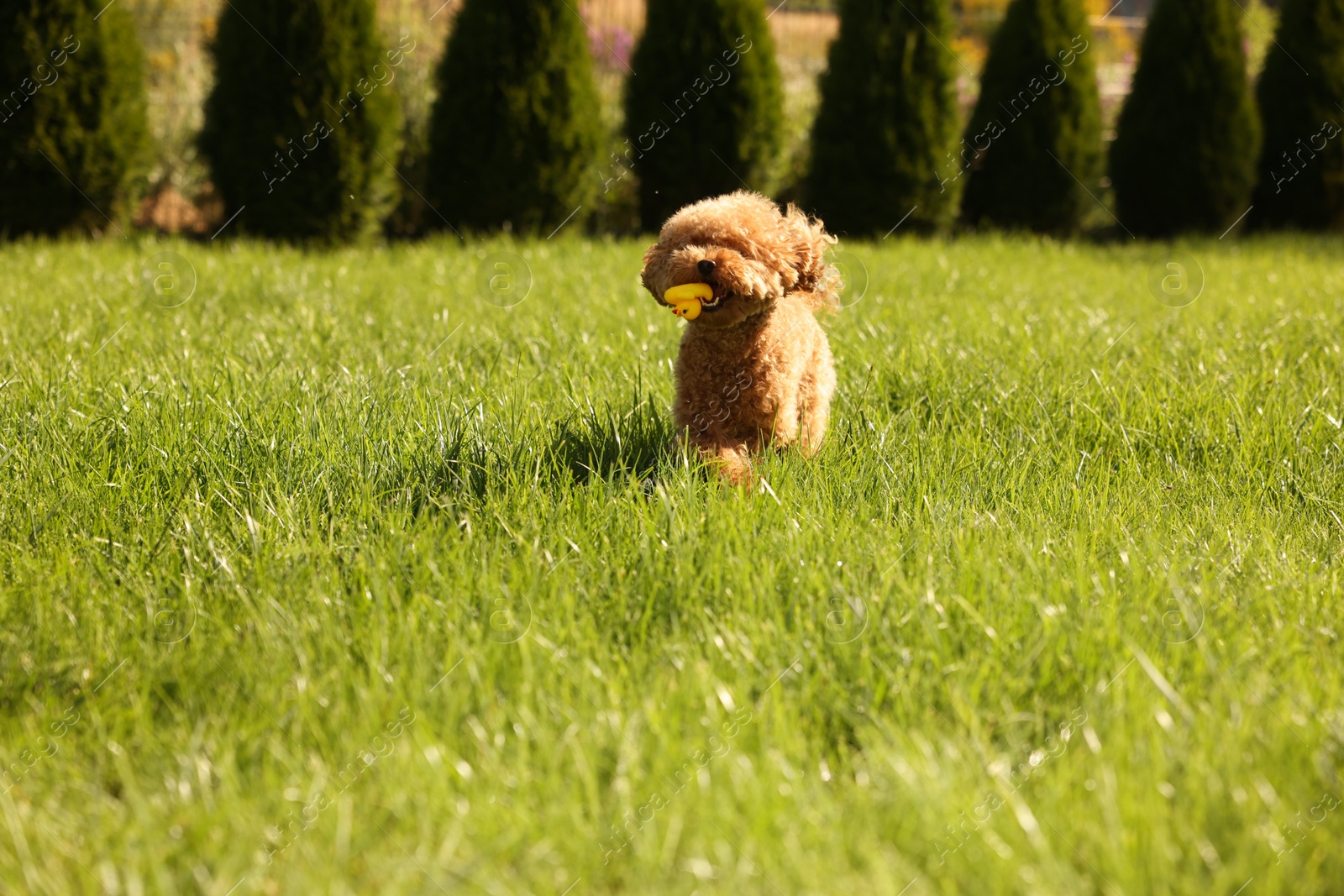 Photo of Cute Maltipoo dog on green lawn outdoors