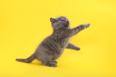 Photo of Cute little grey kitten playing on yellow background