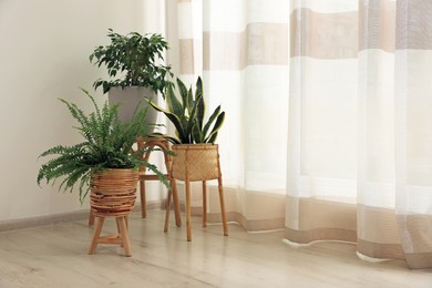 Photo of Beautiful houseplants near window in light room, space for text. Interior design