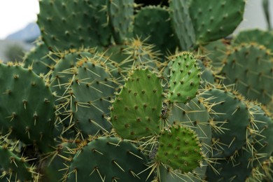 Photo of Beautiful prickly pear cactus growing outdoors, closeup
