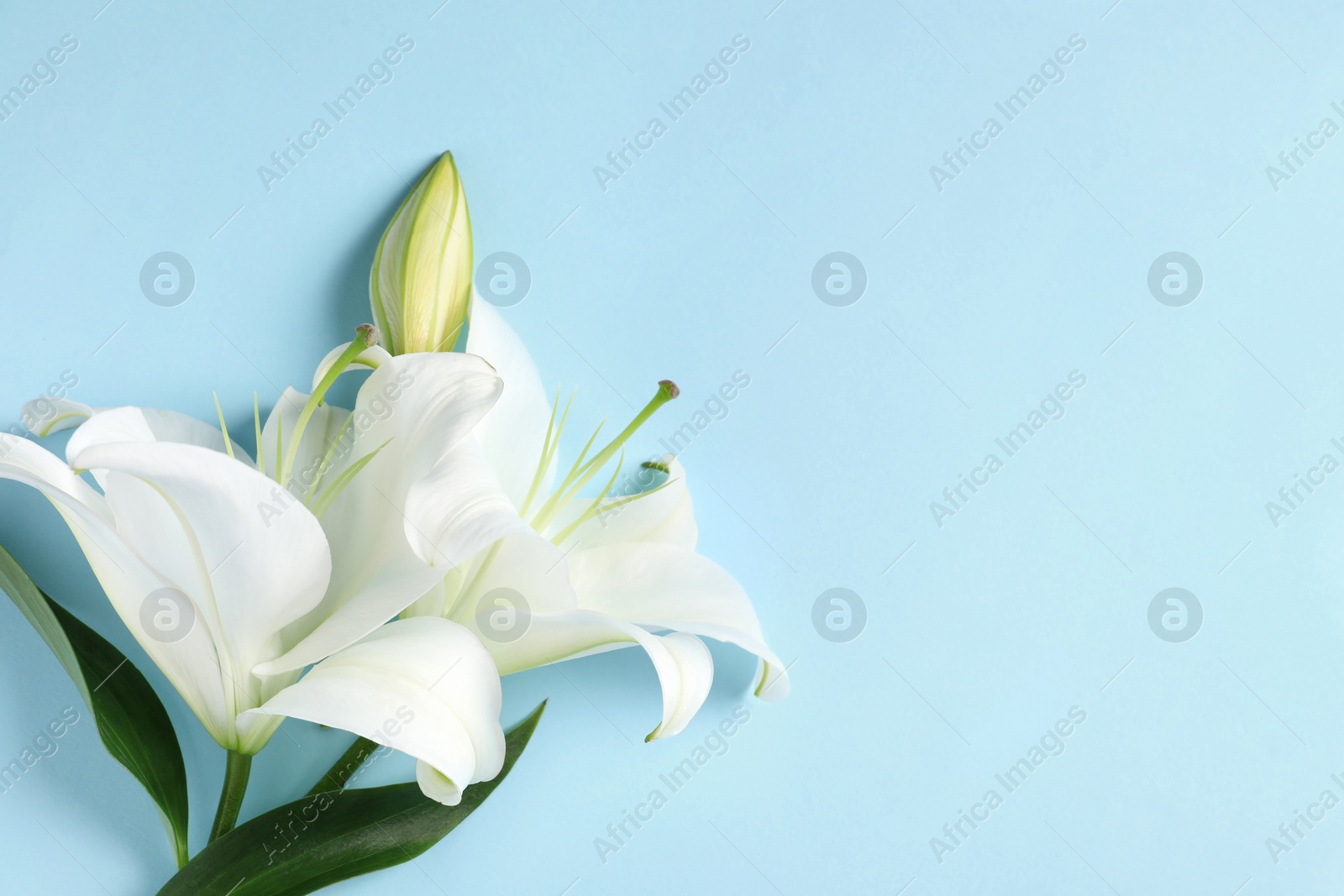 Photo of Beautiful white lily flowers on light blue background, flat lay. Space for text