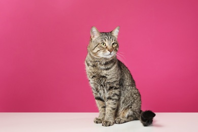 Photo of Cute tabby cat on floor against color background, space for text. Friendly pet