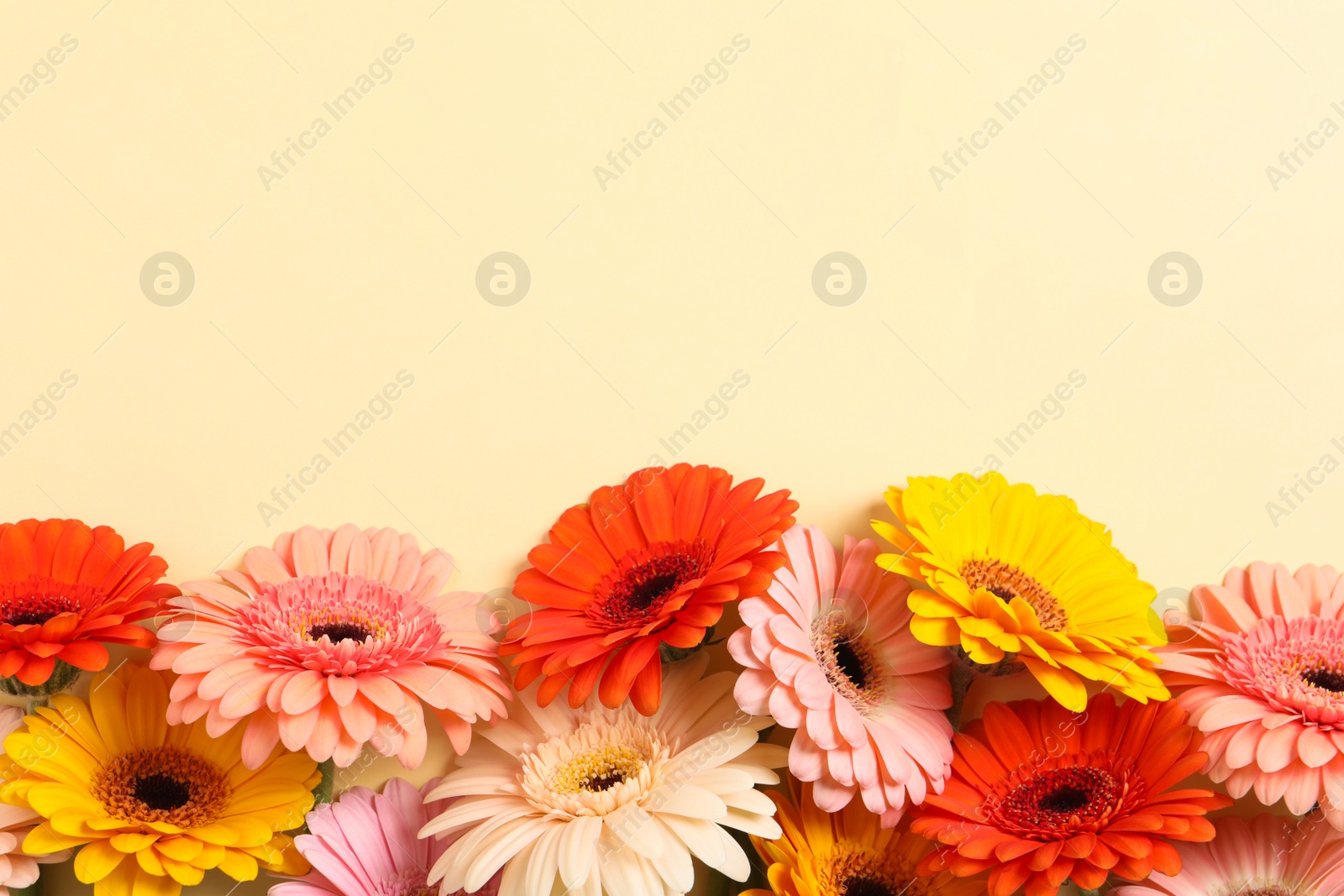 Photo of Beautiful colorful gerbera flowers on beige background, flat lay. Space for text