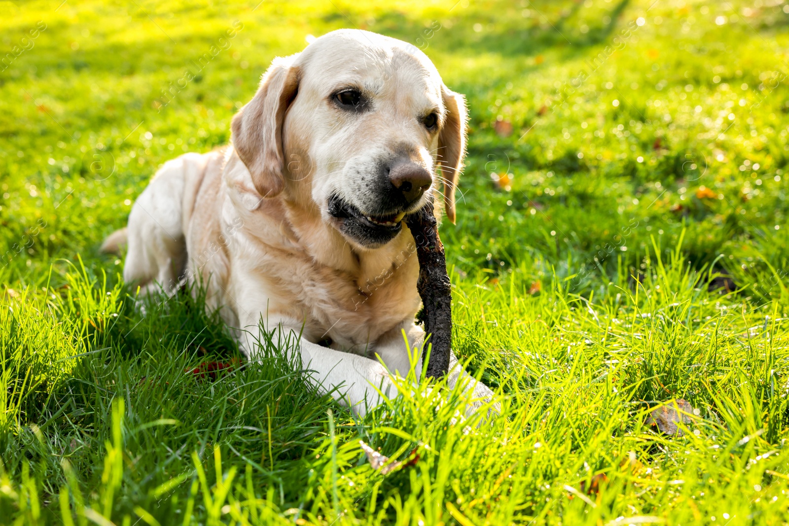 Photo of Cute Labrador Retriever dog playing with stick on green grass in sunny autumn park. Space for text