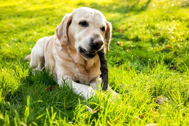 Cute Labrador Retriever dog playing with stick on green grass in sunny autumn park. Space for text