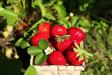 Photo of Basket of ripe strawberries in field on sunny day, closeup