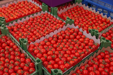 Photo of Many fresh tomatoes in containers at wholesale market