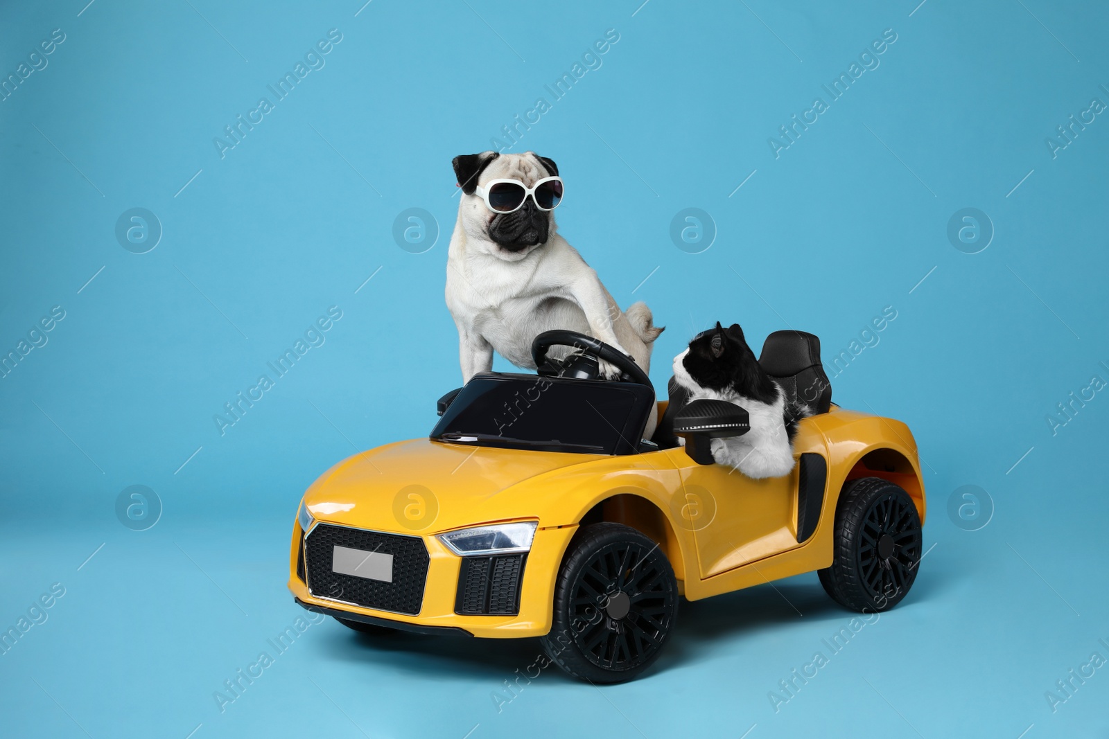 Photo of Funny pug dog and cat in toy car on light blue background