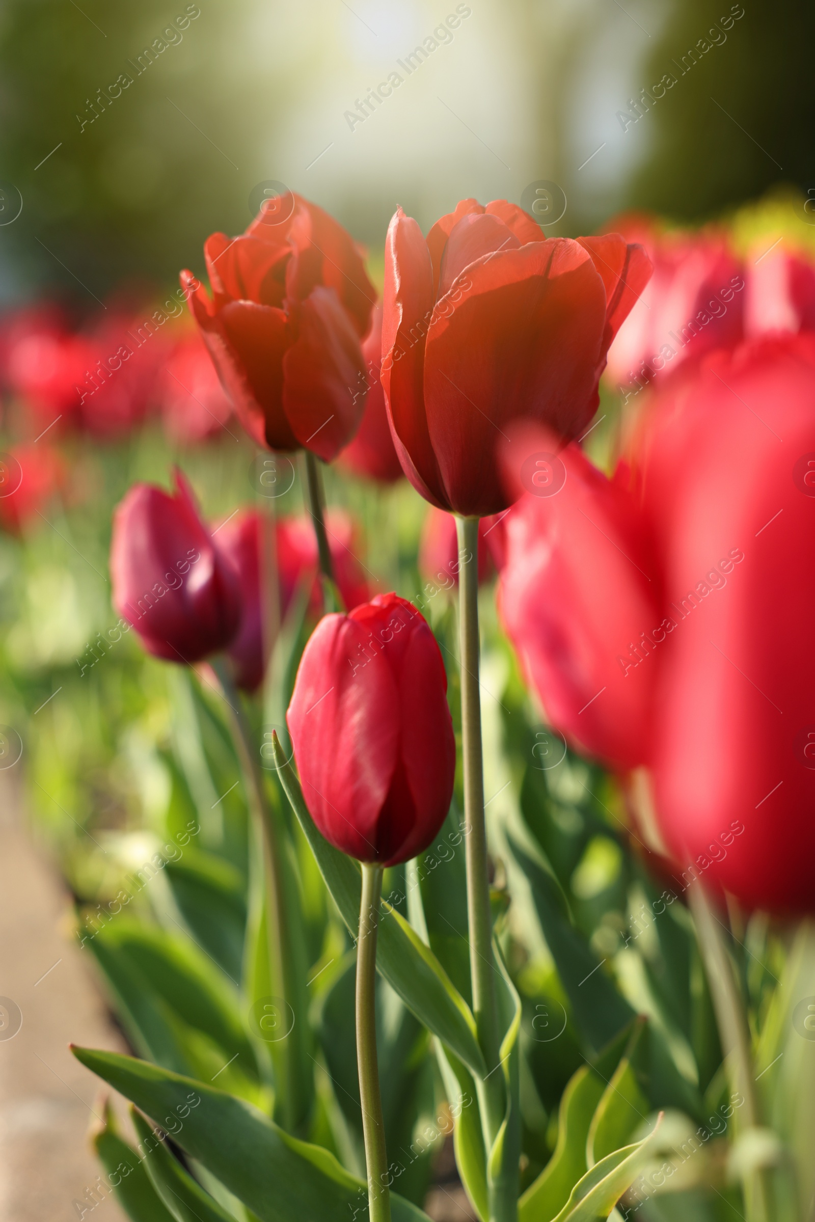 Photo of Beautiful red tulips growing outdoors on sunny day, closeup