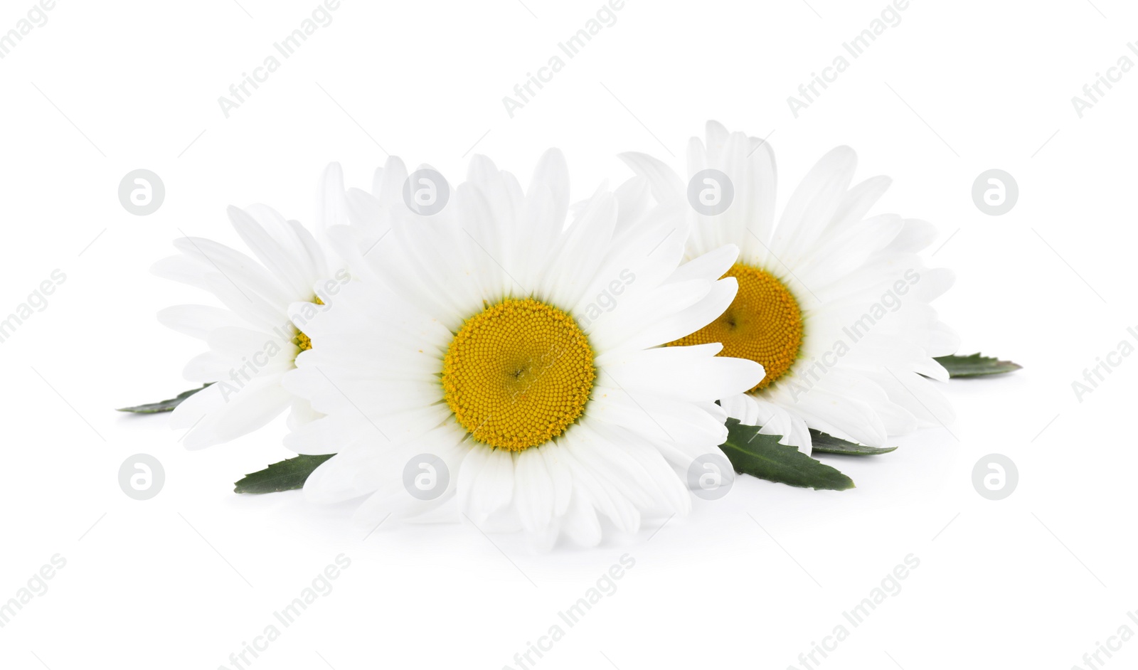 Photo of Bouquet of beautiful chamomile flowers on white background