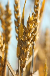 Photo of Ears of wheat outdoors, closeup view, Cereal plant