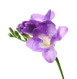 Beautiful freesia flower on white background