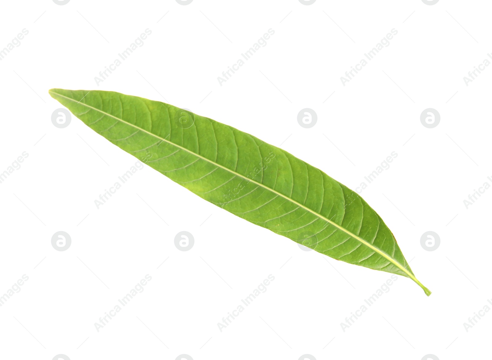 Photo of Fresh green mango leaf on white background