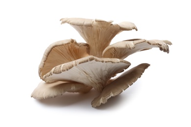Photo of Delicious organic oyster mushrooms on white background
