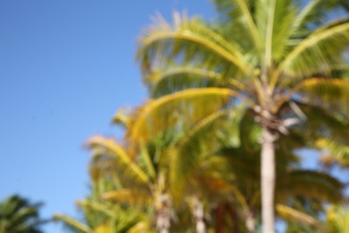 Blurred view of beautiful palm trees on sunny day