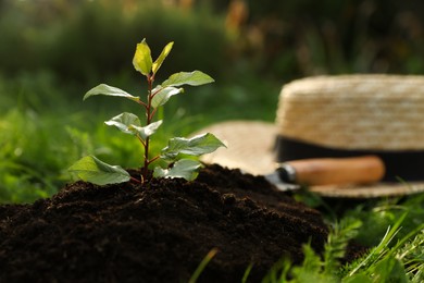 Photo of Seedling growing in fresh soil near hat outdoors. Planting tree