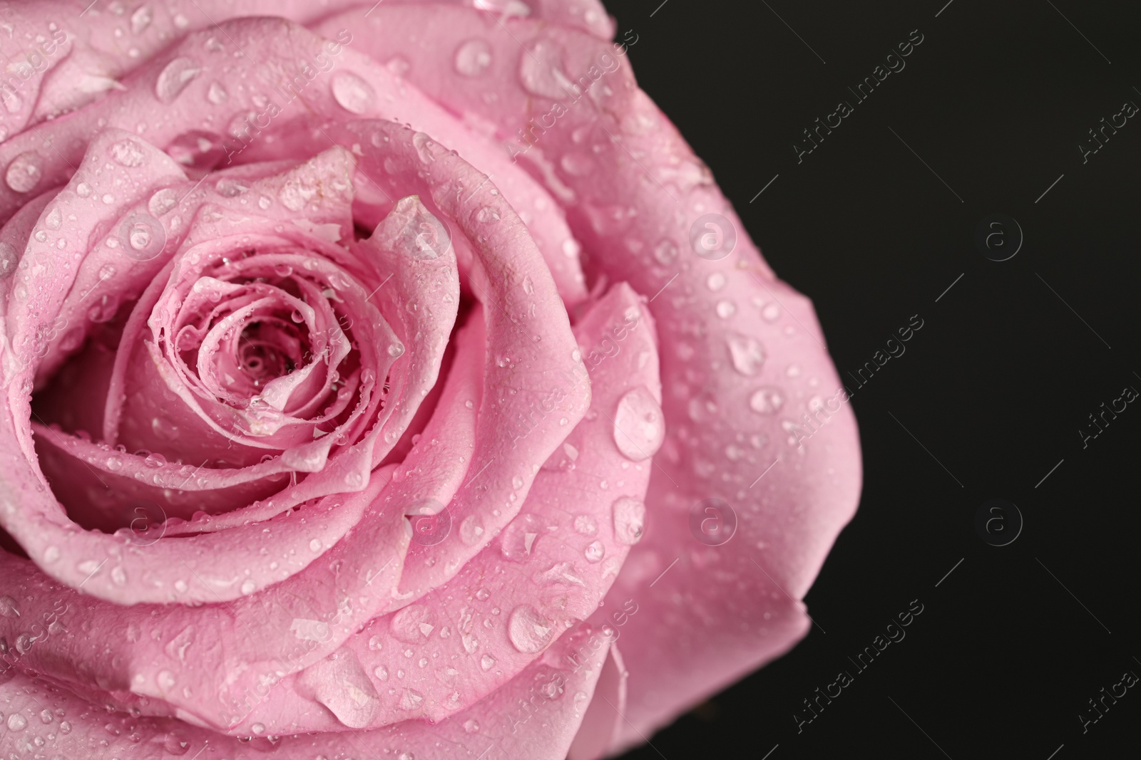Photo of Beautiful pink rose flower with water drops on black background, closeup