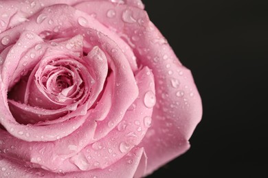 Beautiful pink rose flower with water drops on black background, closeup