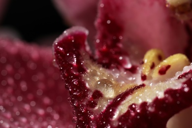 Closeup view of beautiful blooming flower with dew drops as background