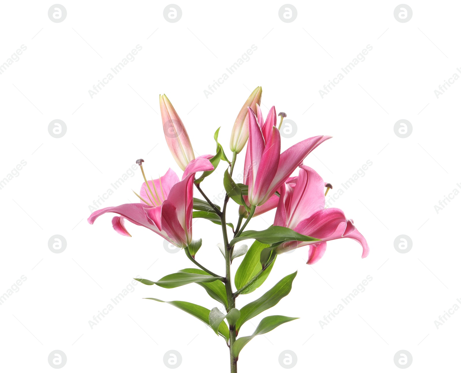 Photo of Beautiful pink lily flowers isolated on white