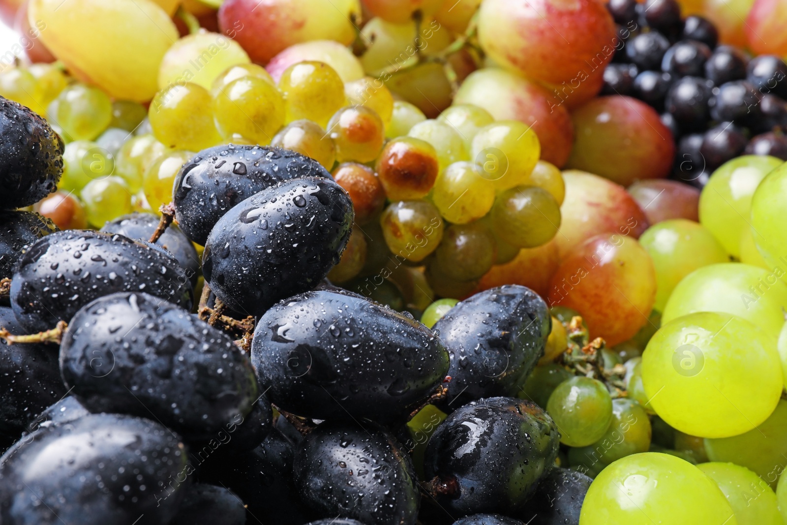 Photo of Fresh ripe juicy grapes with water drops as background, closeup