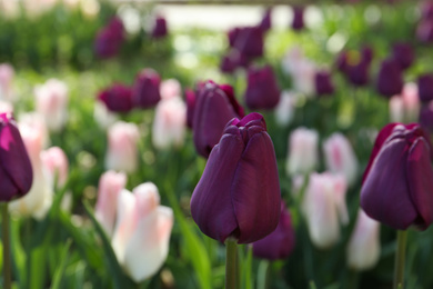 Photo of Beautiful blooming tulip outdoors on sunny day