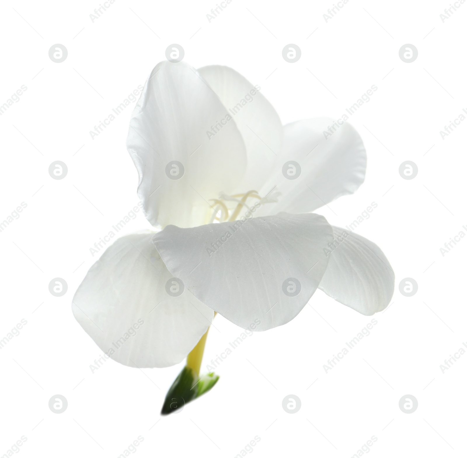 Photo of Beautiful freesia flower with tender petals isolated on white