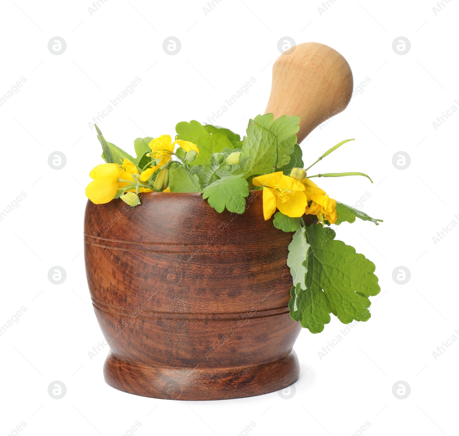 Photo of Celandine with pestle in wooden mortar isolated on white