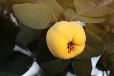 Photo of Quince tree branch with fruit outdoors, closeup