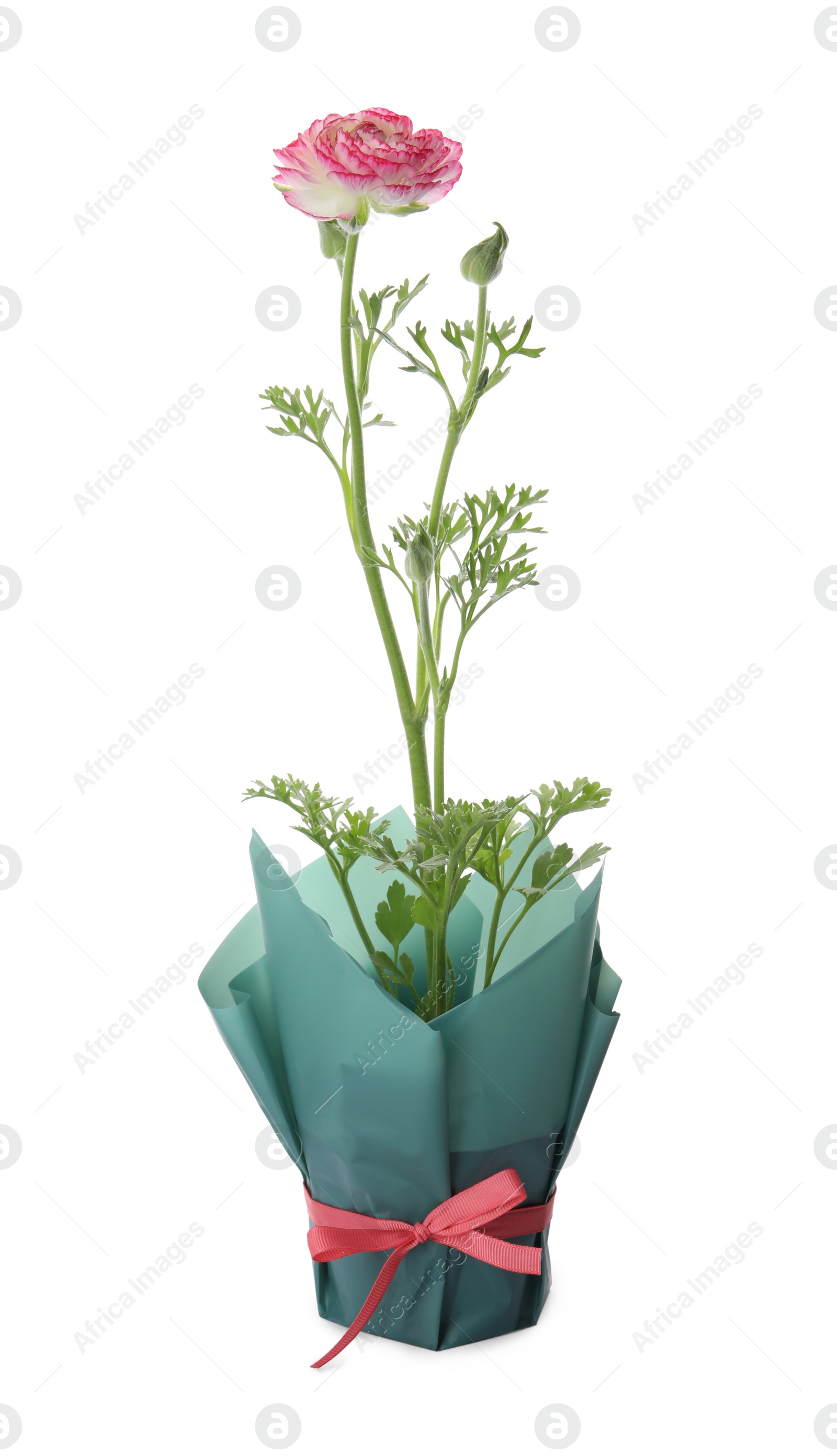 Photo of Beautiful pink ranunculus flower in pot on white background