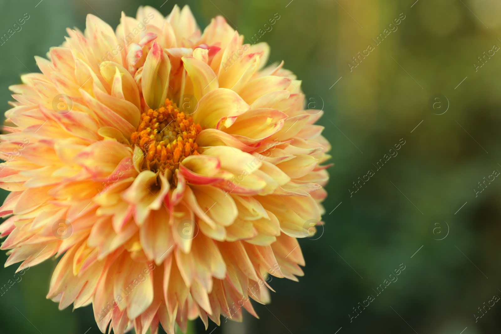 Photo of Beautiful blooming orange dahlia flower in green garden, closeup