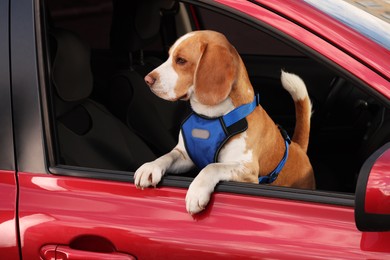 Photo of Cute Beagle dog peeking out car window