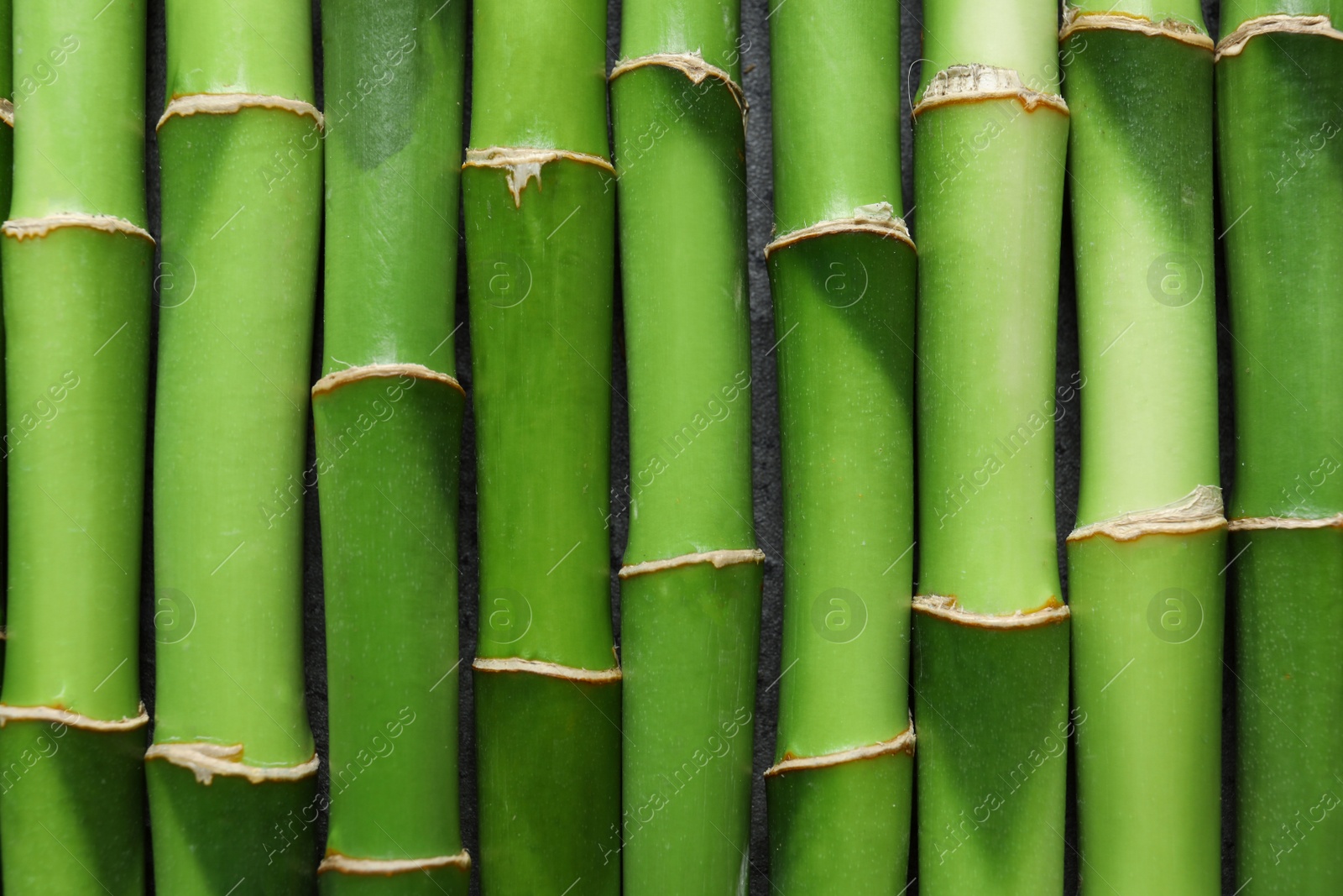 Photo of Green bamboo stems as background, top view