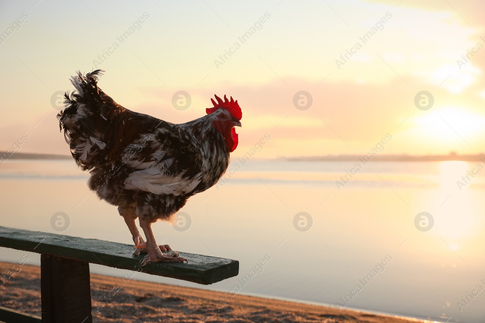 Photo of Big domestic rooster on bench near river at sunrise, space for text. Morning time