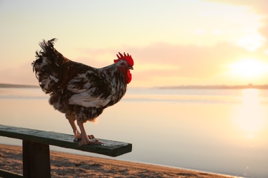 Big domestic rooster on bench near river at sunrise, space for text. Morning time