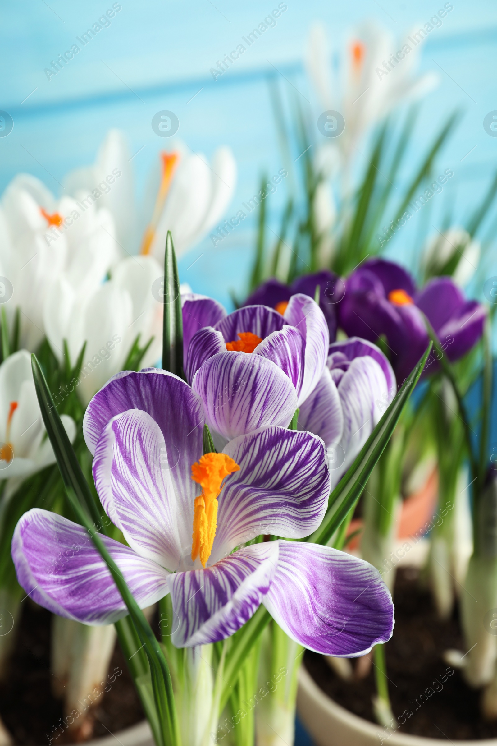 Photo of Beautiful crocus flowers on blue background, closeup