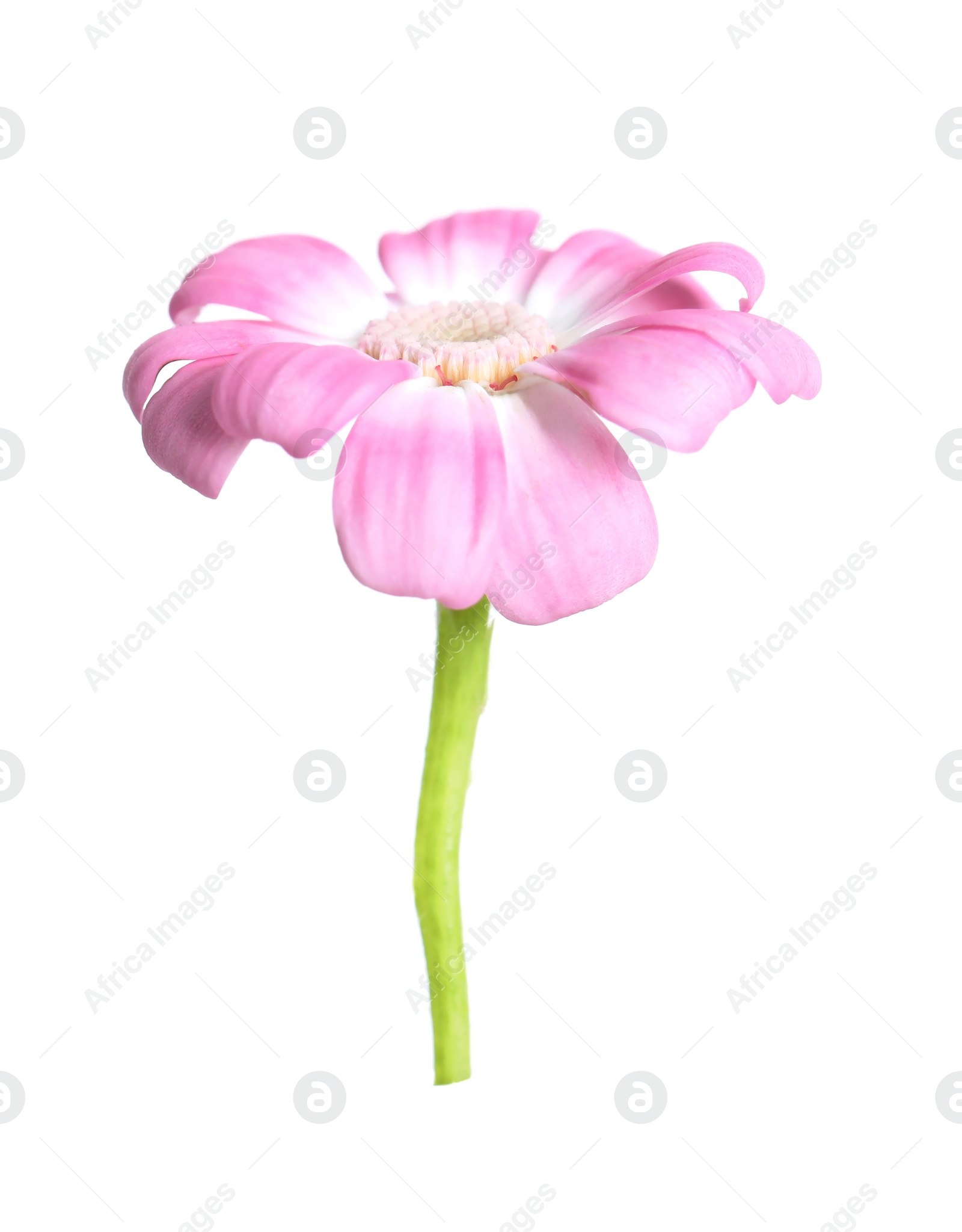 Photo of Beautiful pink daisy flower isolated on white