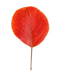 Beautiful autumn leaf on white background. Fall foliage